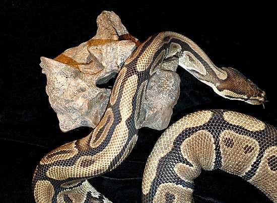 Elävä pythön ryömii Titanoboa cerrejonensisin selkänikaman päällä.