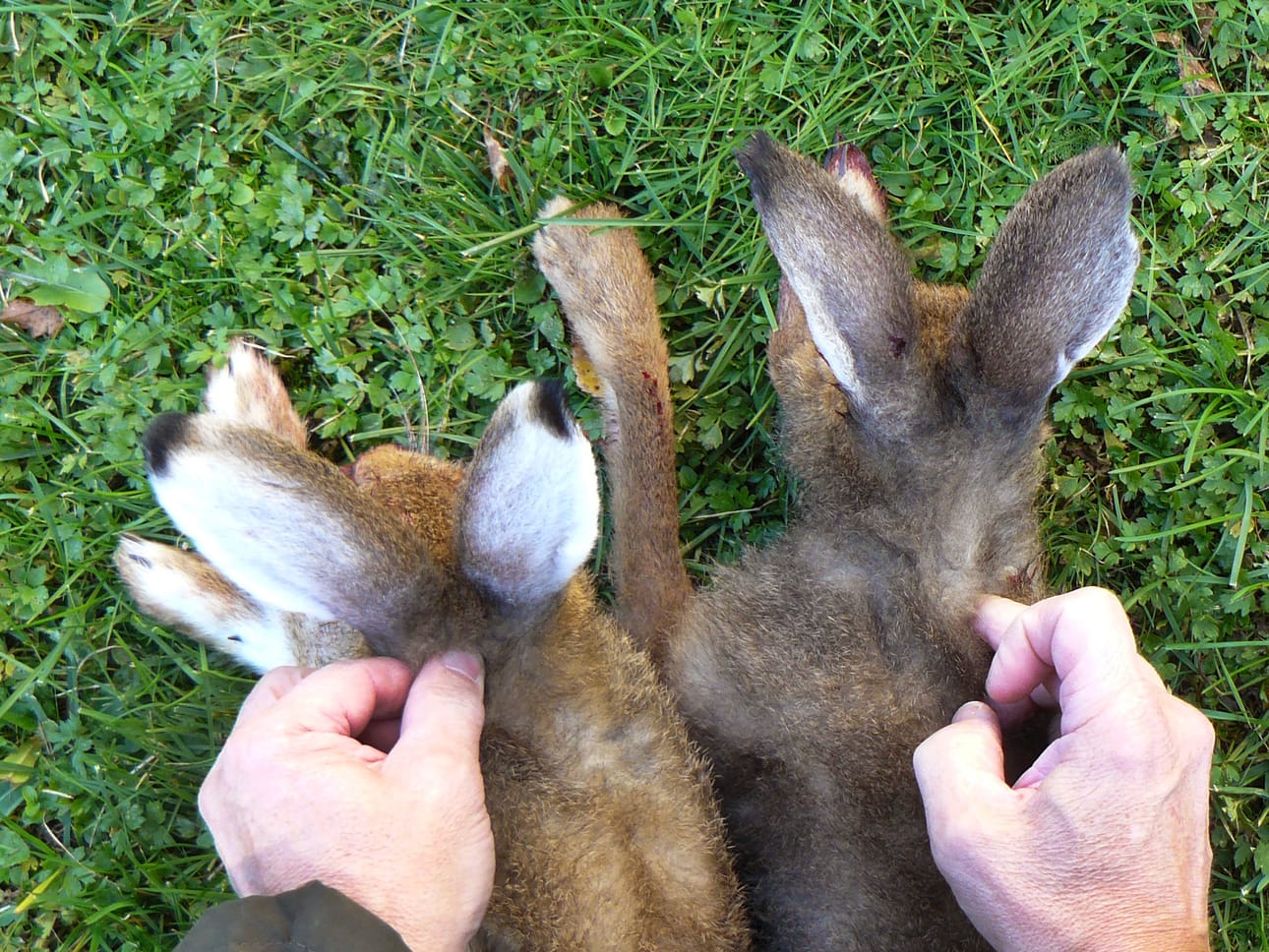 Ala-Temmeksellä pyydetyillä eläimillä oli metsäjäniksen väritys, mutta rusakkomaisen suuret korvat. Otusten lajinmääritys tehdään dna-testeillä Itä-Suomen yliopistossa.