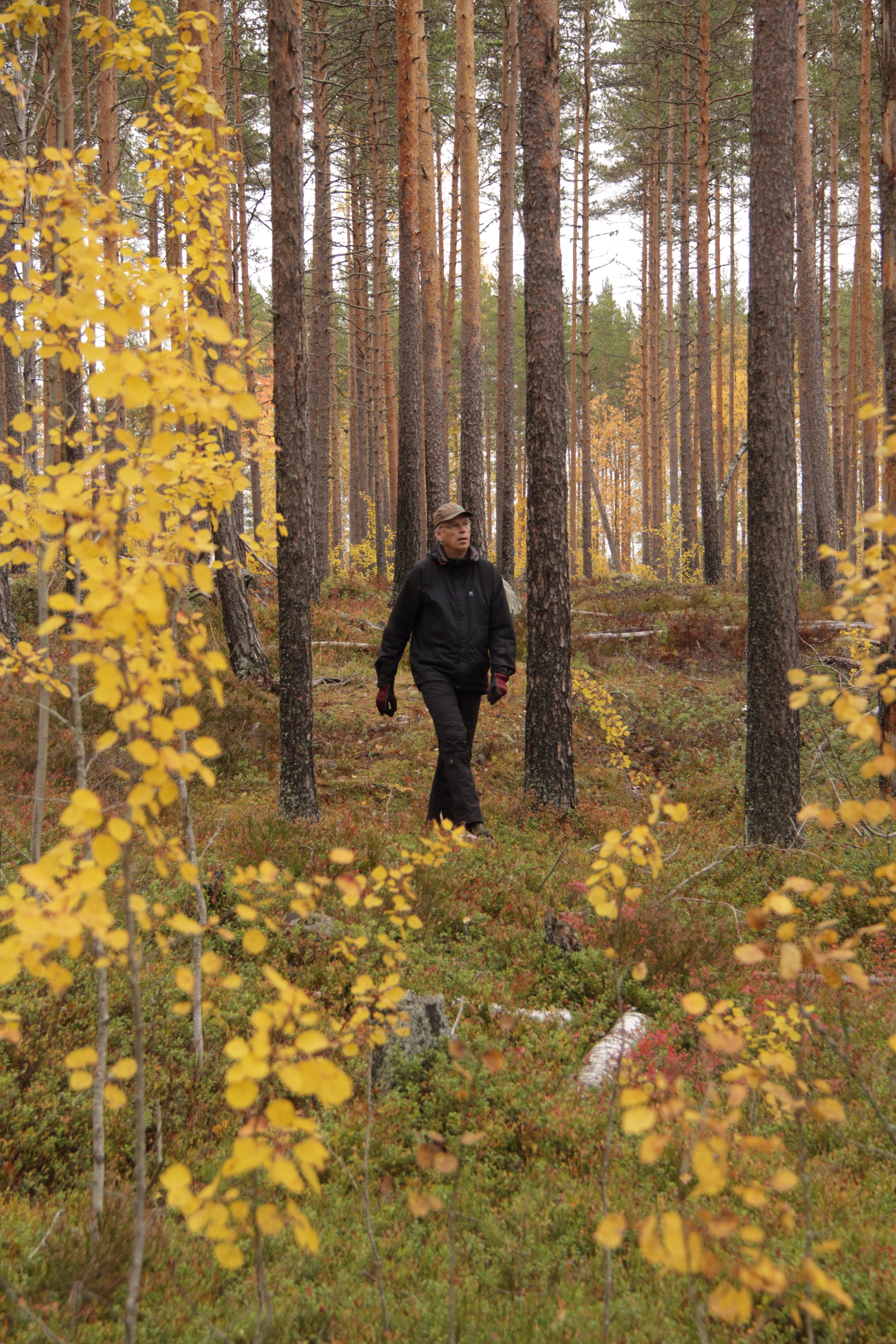 Metsäpalot ovat luonnon normaalissa kiertokulussa osa monimuotoisuutta. Riku Rantala pistäytyi Isojärven maastossa alueella, jolla paloi metsää viitisentoista vuotta sitten.