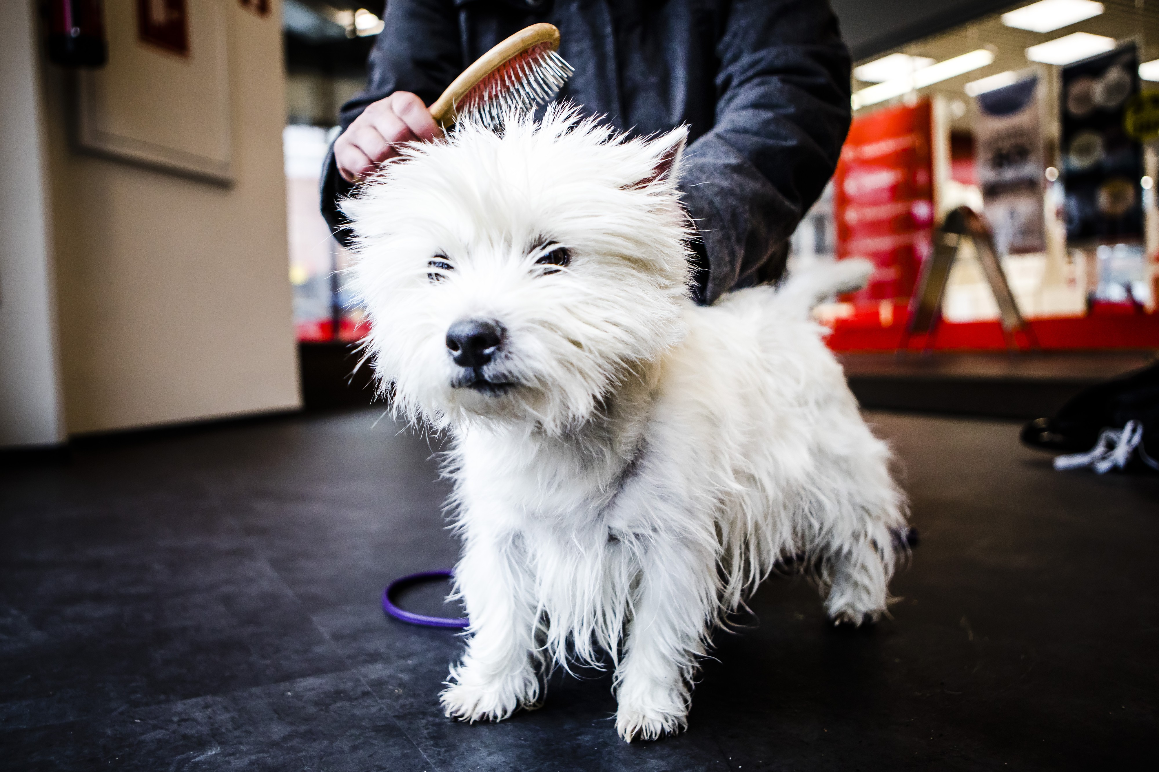 Näyttelyn pitää olla koiralle mukava kokemus, harjoitteleminen kannattaa.