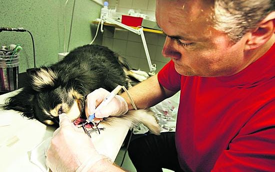 Eläinlääkäri Wojciech Brandys poisti haukiputaalaiselta Pepe-koiralta hammaskiveä Oulun pieneläinklinikalla tiistaina.