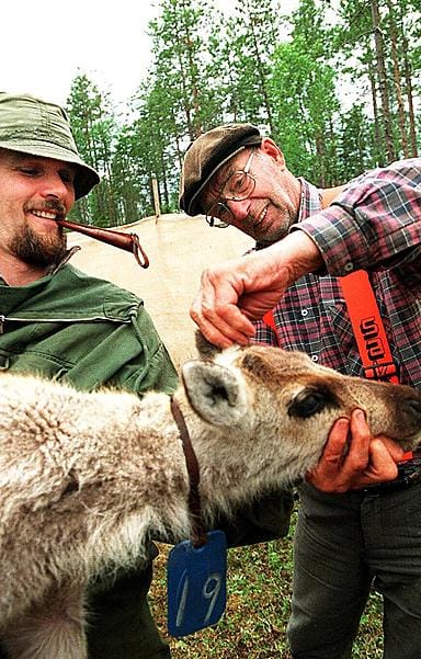 Eero Oinas-Panuma ja Kalle Haapakoski tekemässä korvamerkintää.