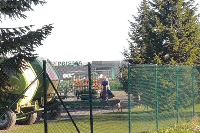 Sarvipäät tiirailivat aidan takaa puoli kahdeksan aikoihin sunnuntaiaamuna. Kuva: Mirva Martikainen