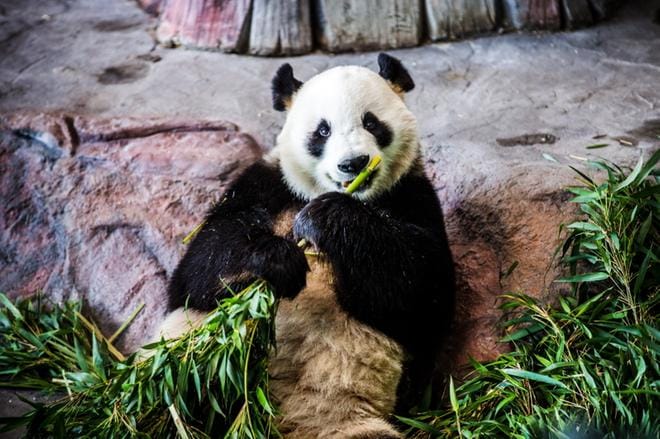 Pandat ovat asustaneet Ähtärin eläinpuistossa alkuvuodesta 2018 asti. Muona pandoille tulee ulkomailta, Hollannista. ARKISTOKUVA: KRISTA LUOMA