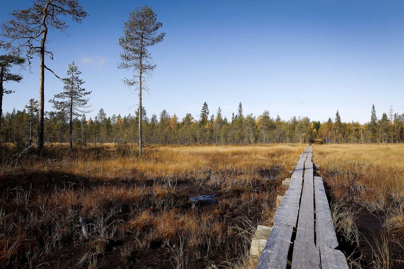 Soilla retkeillään, marjastetaan ja metsästetään, tuotetaan puuta ja otetaan turvetta. Soilla on merkitystä ilmastonmuutoksen hillinnässä.