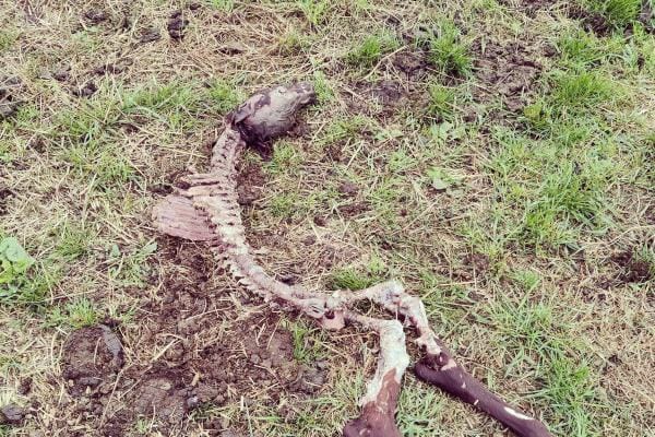 Susi kalusi vasikan melkoisen puhtaaksi. KUVA: LUKIJAN KUVA