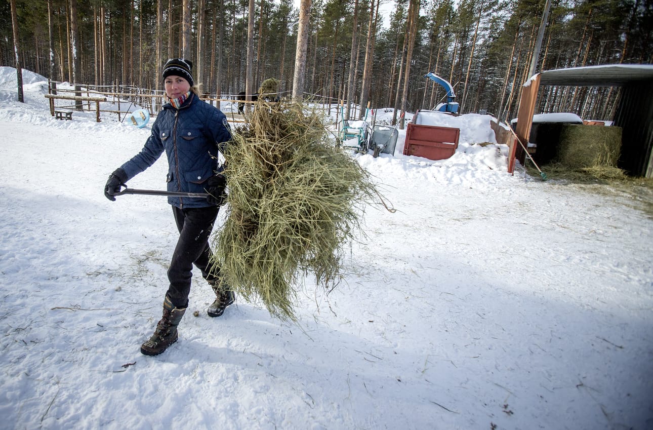 Päivi Mattila vie heiniä haassa oleville hevosilleen.