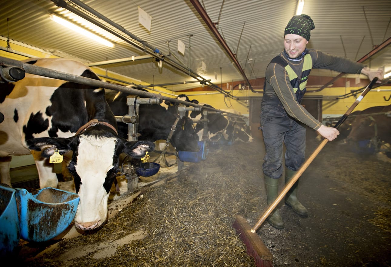 Muhoslainen Joni Pitkänen navetassaan.