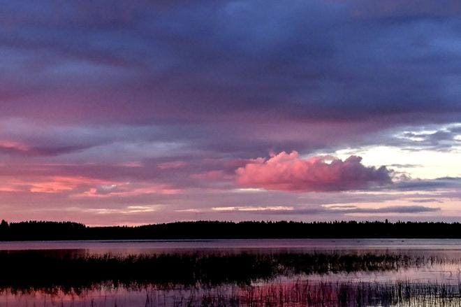 Ähtärinjärven matalimmat rannat ovat vahvasti kaisloittuneet. Ravinnekuormitus lisää myös sinileväkukintojen esiintymistä. KUVA: JARI E. HAKALA