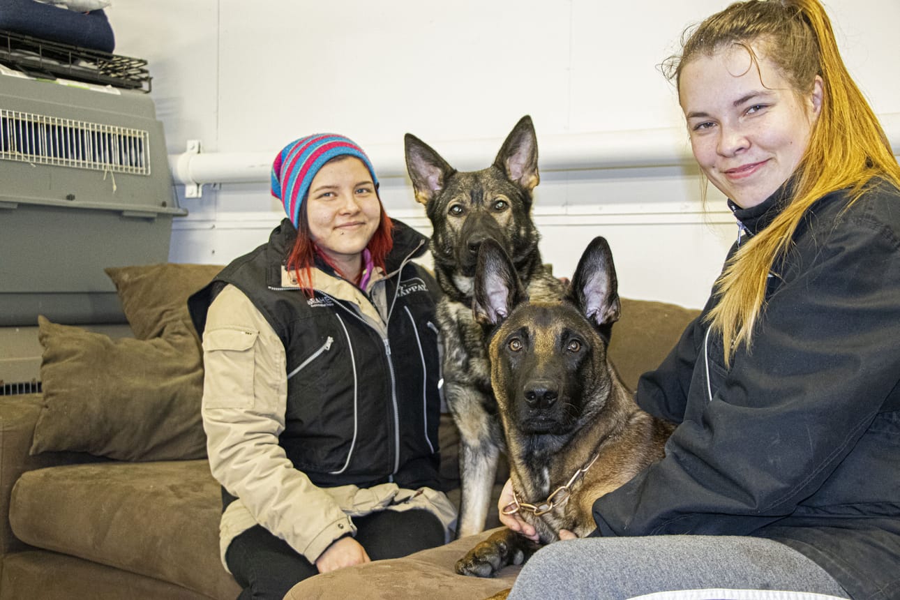 Piia Alatalo ja saksanpaimenkoira Bella sekä Maikki Lukka ja belginapaimenkoira malinois Reino. Bella lähtee Rajavartiolaitokselle ja Reinosta tulee poliisikoira.