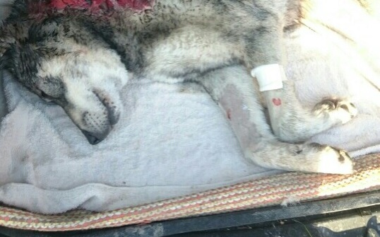 Jämtlanninpystykorva Cini kuoli kesken hirvijahdin sunnuntaina. Ihmiset olivat vain muutaman sadan metrin päässä koirasta. 