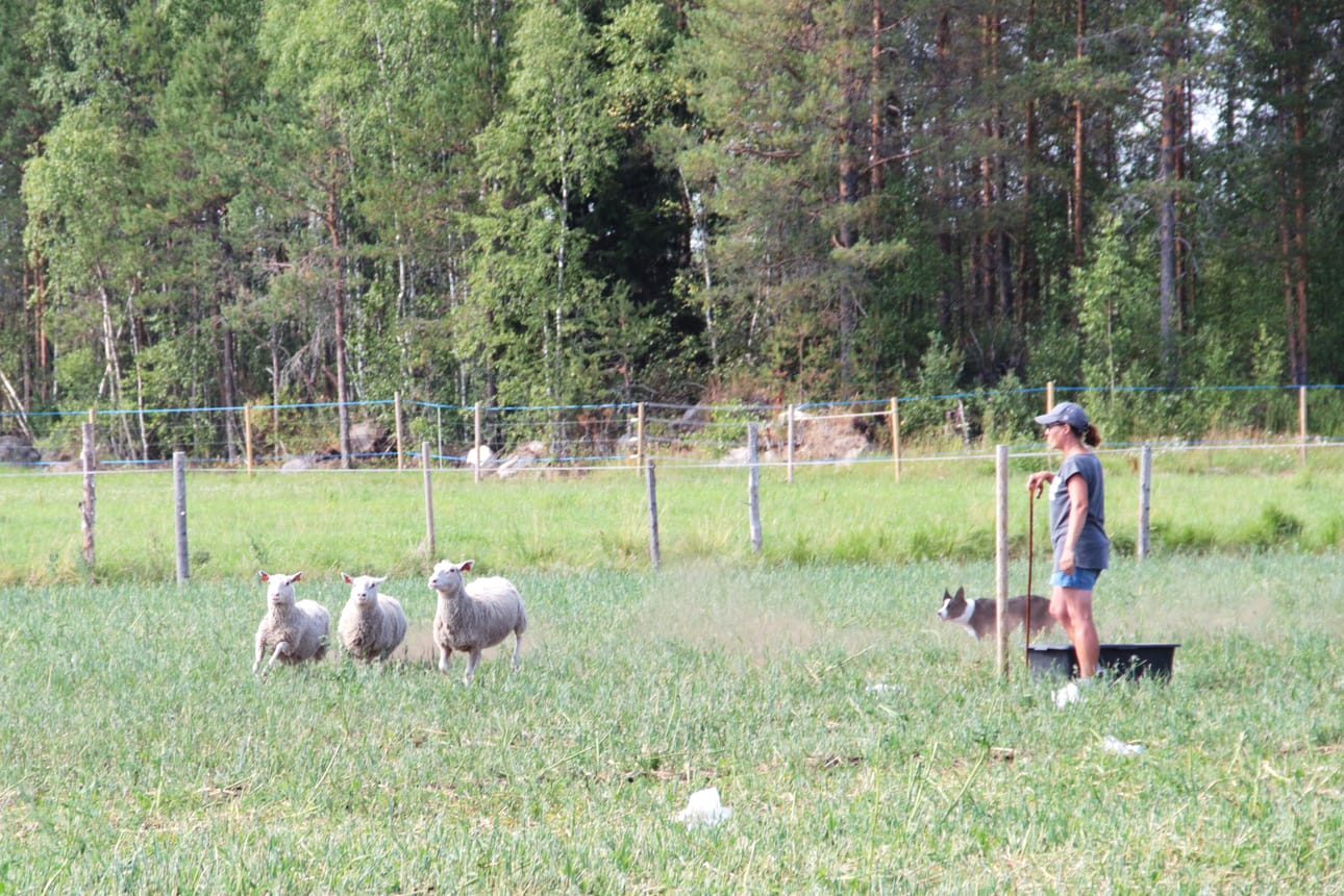 Muissa kuin aloittelijoiden luokassa ohjaajan jää seisomaan lähtöpaalulle koiran suorituksen alkaessa.