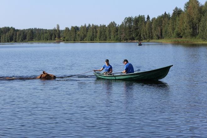 Uiminen tutussa Kaitavesi-järvessä on Liinan Liekille hyvä konsti palautua Kuninkuusravit-viikonvaihteesta, tietävät valmentaja Jouko Kurhela ja hoitaja Jonna Kurhela. ARKISTOKUVA: REIJO HEIKKILÄ