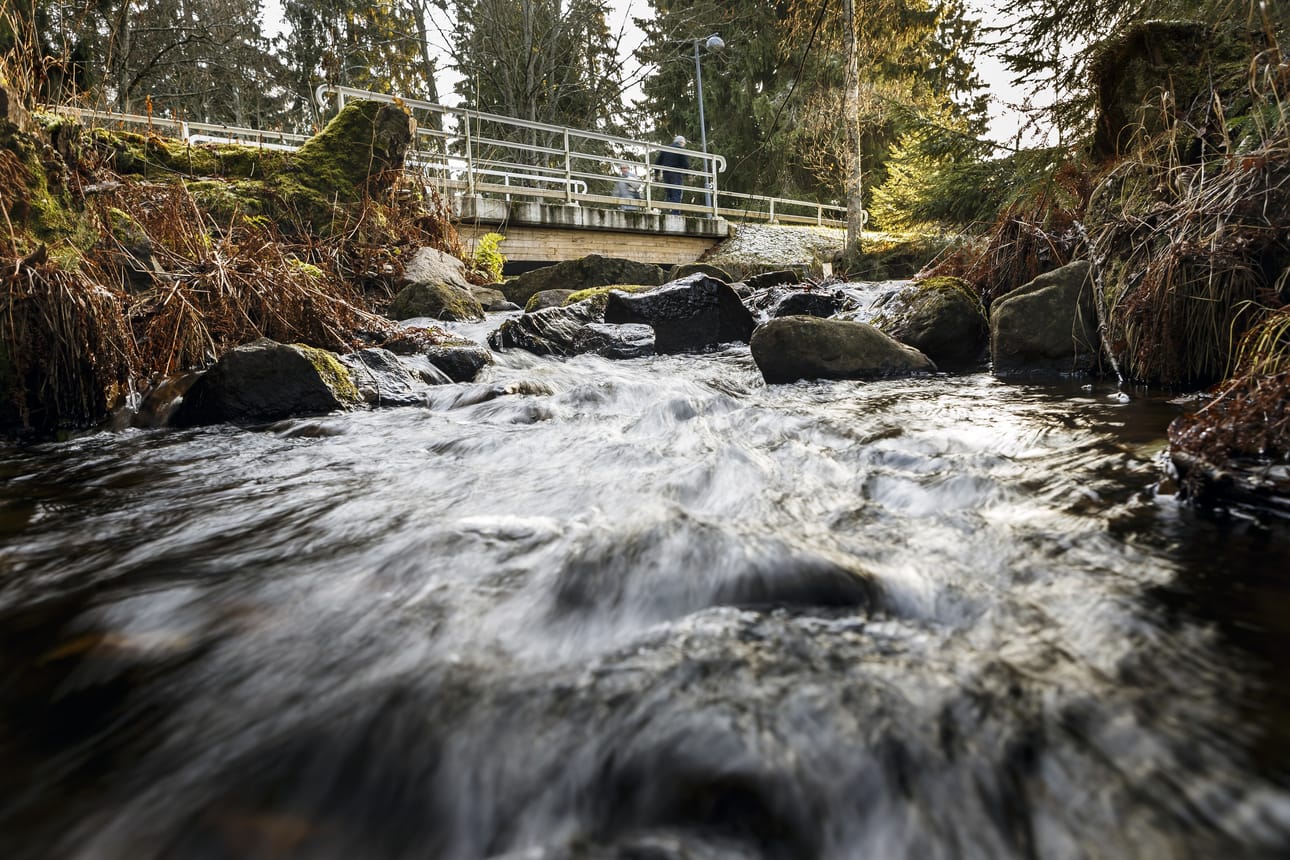 Syksyn aikana purouomista poistetaan niihin aikojen saatossa kerääntynyttä lietettä ja tehdään kaloille sopivia elinalueita.