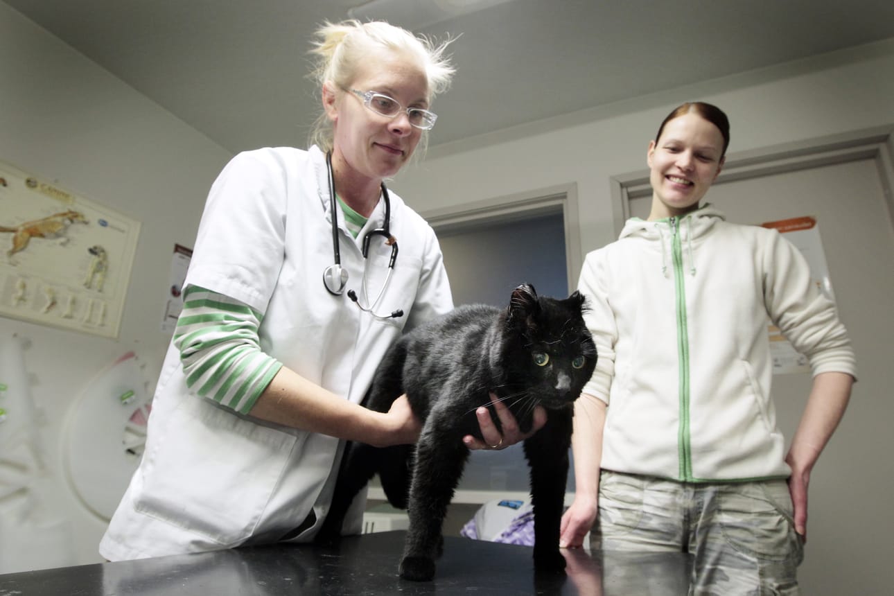 Eläinlääkäri Elina Moilanen tunnustelee Mörkö-kissan vatsaa. Mervi Valikainen toi Mörön päivystykseen, koska kissa ei saa pissattua.