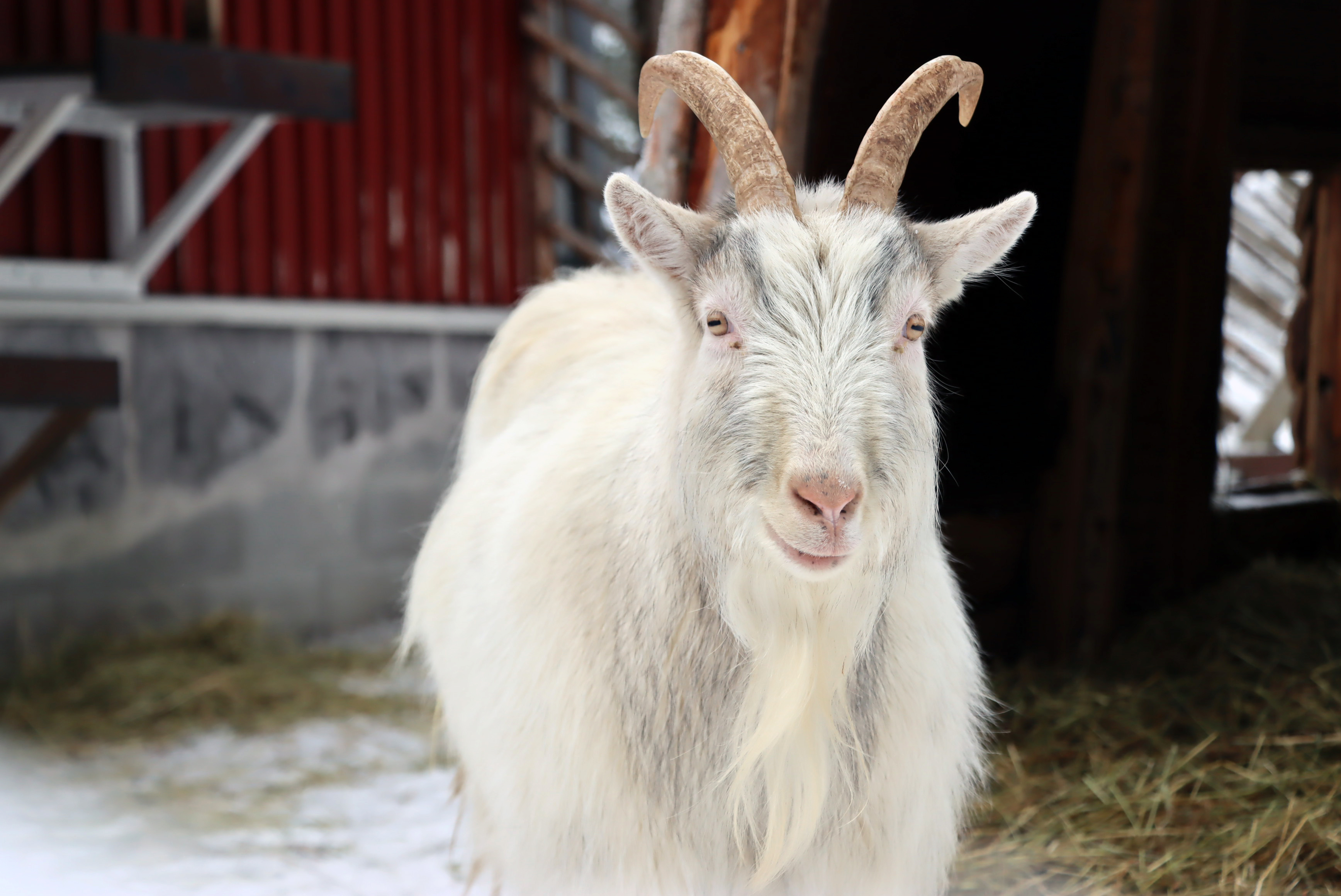 Uudelleen avatun eläinpuiston kävijätavoite ylittyi reilusti – "Ihmiset halasivat ja kiittelivät, jotkut itkivät ja toiset nauroivat"