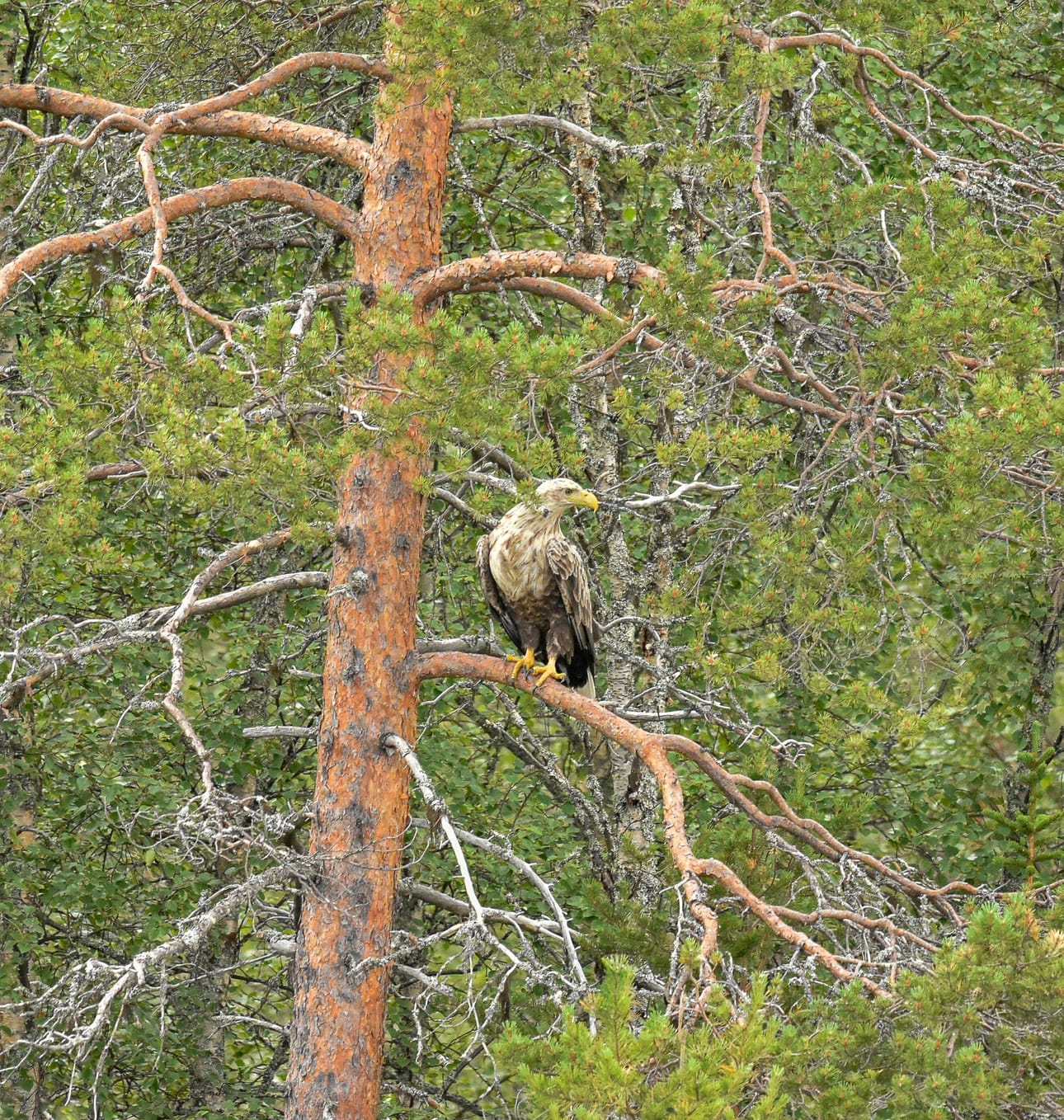 Merikotka tähystyspuussaan seuraamassa mitä järvellä tapahtuu.