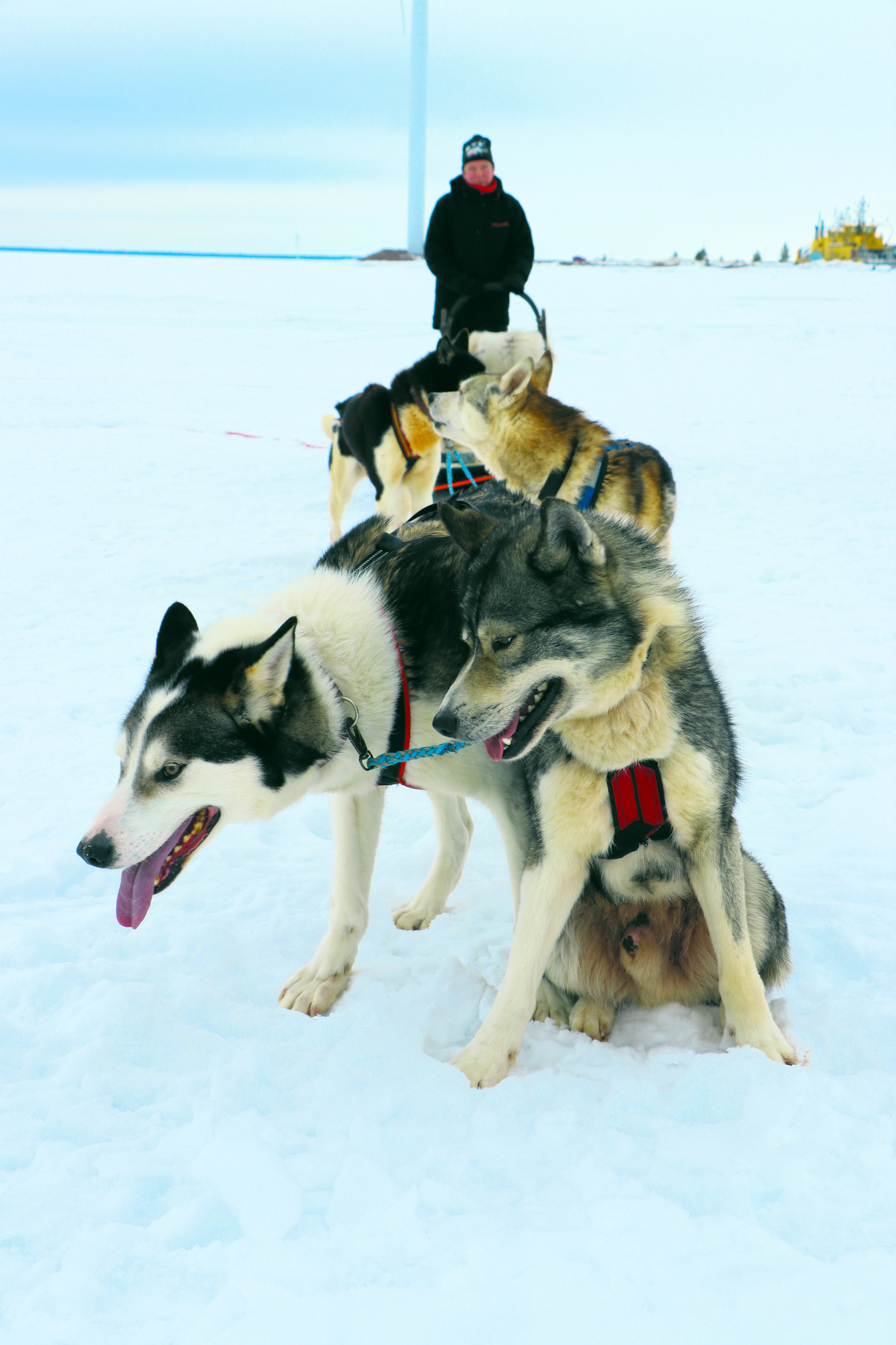Huskyt Tuunbaq, Xavier,     Halti ja Prinssi antavat     vauhdikkaat kyydit     Iida Ungalle.     Koiria komentamassa     Loihakka Oy:n Maija Piippo.