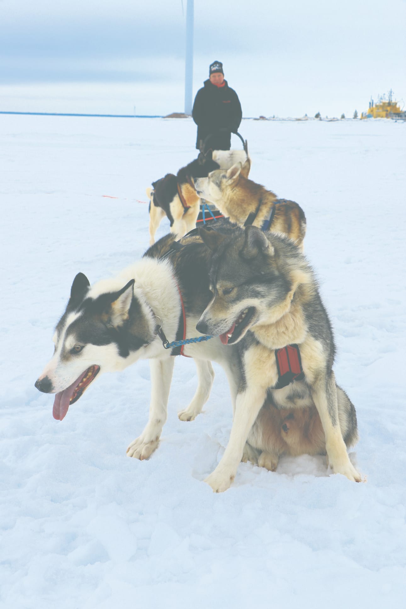 Huskyt Tuunbaq, Xavier, Halti ja Prinssi antavat vauhdikkaat kyydit Iida Ungalle. Koiria komentamassa Loihakka Oy:n Maija Piippo.