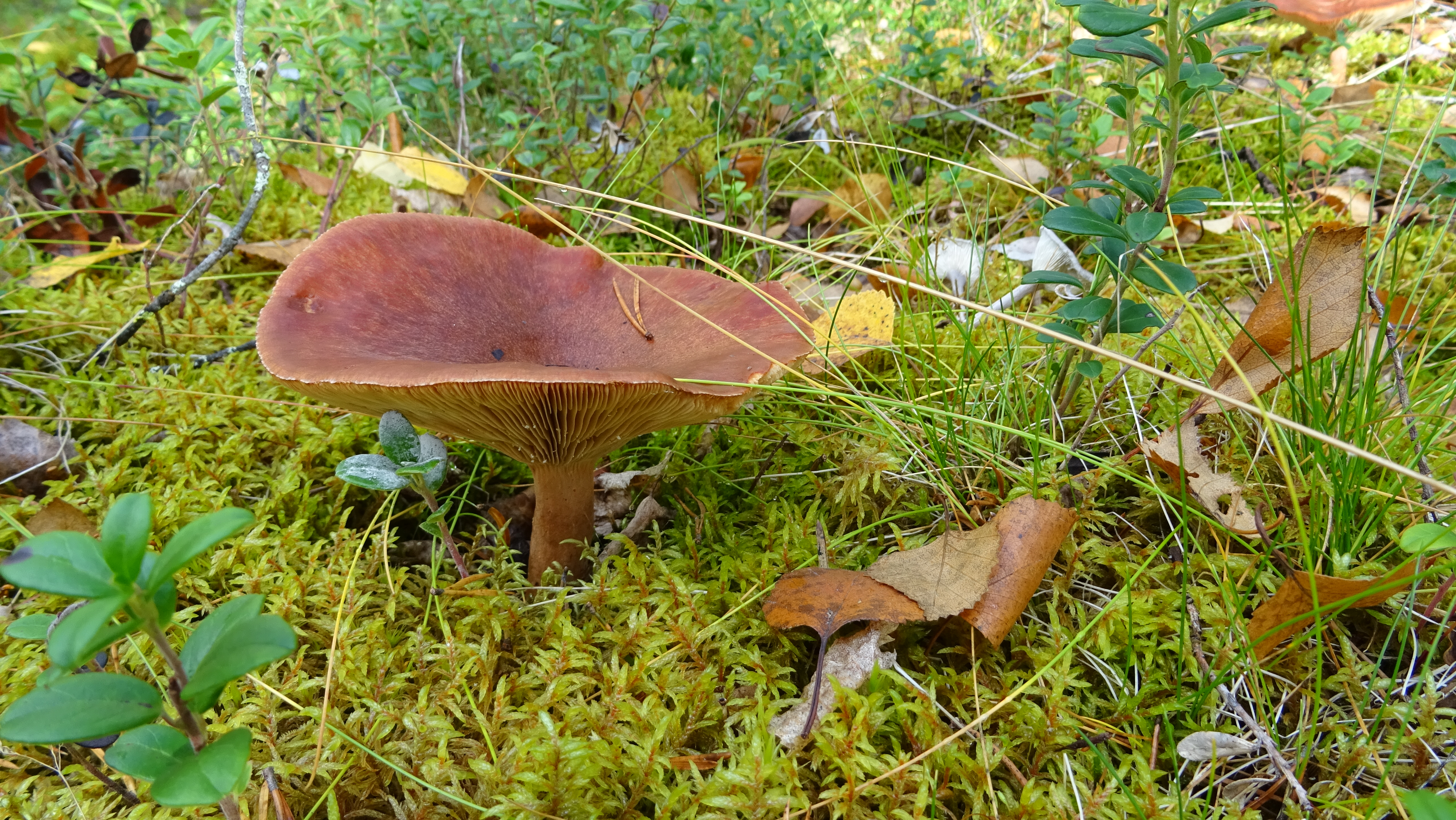 Kangasrousku