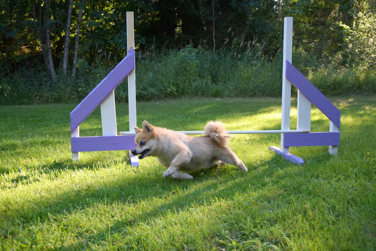 Agility on sopiva laji pelottomalle ja vauhdikkaalle Uunolle.