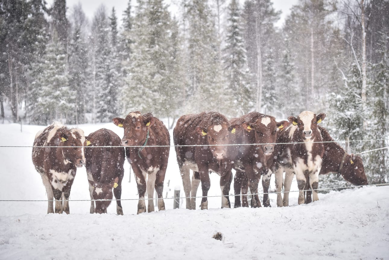 Lehmien ulkoilu kannattaa aloittaa syksyllä, sanovat Säkkiset.