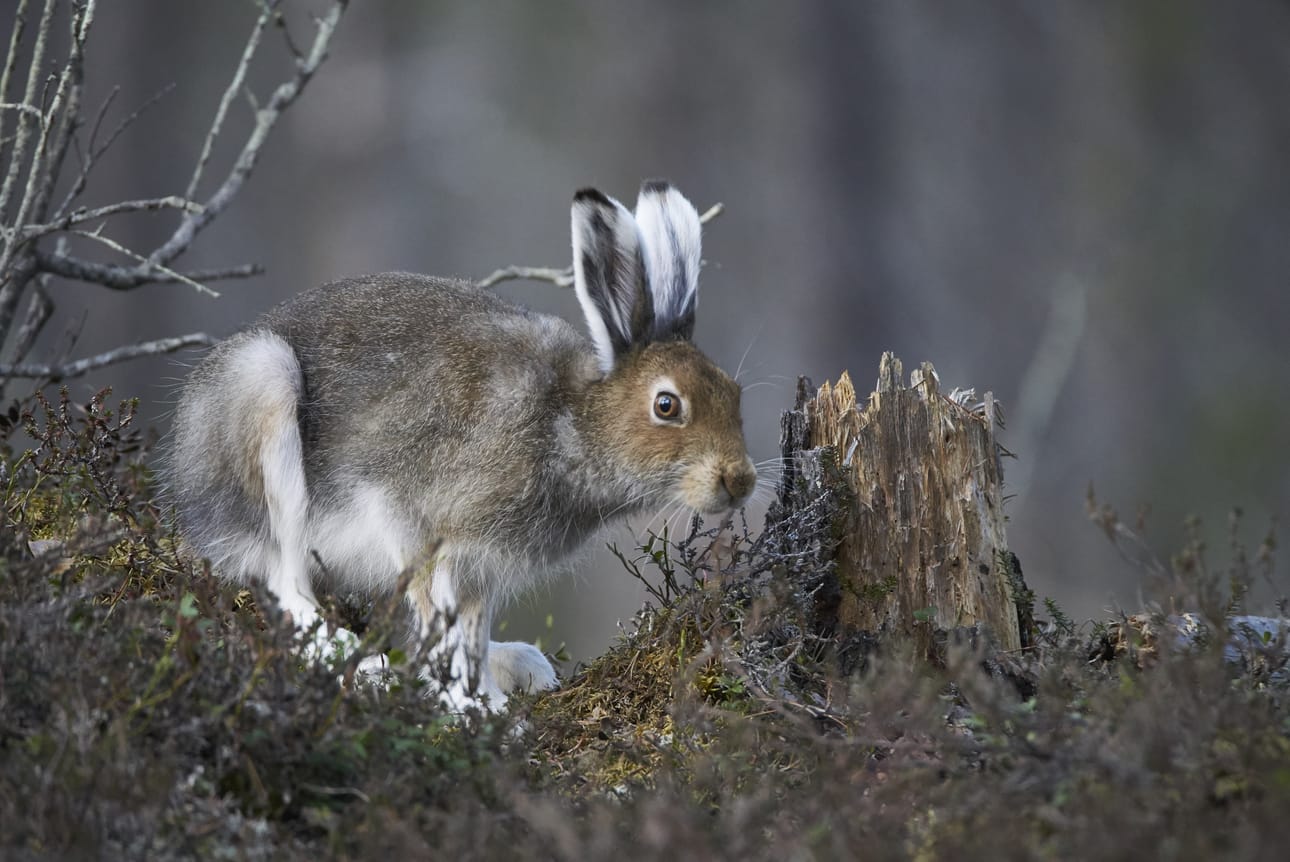 Eija Kujansuu kuvailee metsäjänistä metsän älyköksi, joka pienestä koostaan,, vaativasta elinympäristöstään jalukuisista vihollisistaan huolimatta elää metsäneläimenä eli se ei tee pesää eikä varastoi ruokaa.
