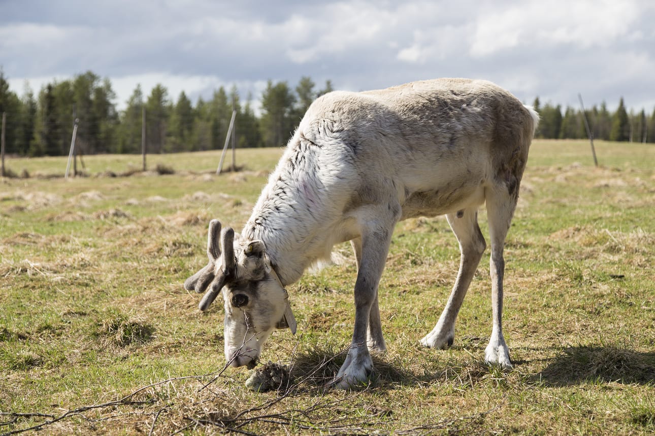Poroasioista voi soittaa nyt myös uuteen palveluun, Porovahtiin. Arkistokuva.