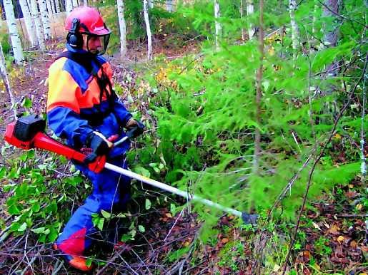 Joukukuusi nurin. Rovaniemeläinen metsänomistaja Heikki Kuoksa kuuluu niihin, joiden palstoilla hoitotyöt tehdään ajallaan.