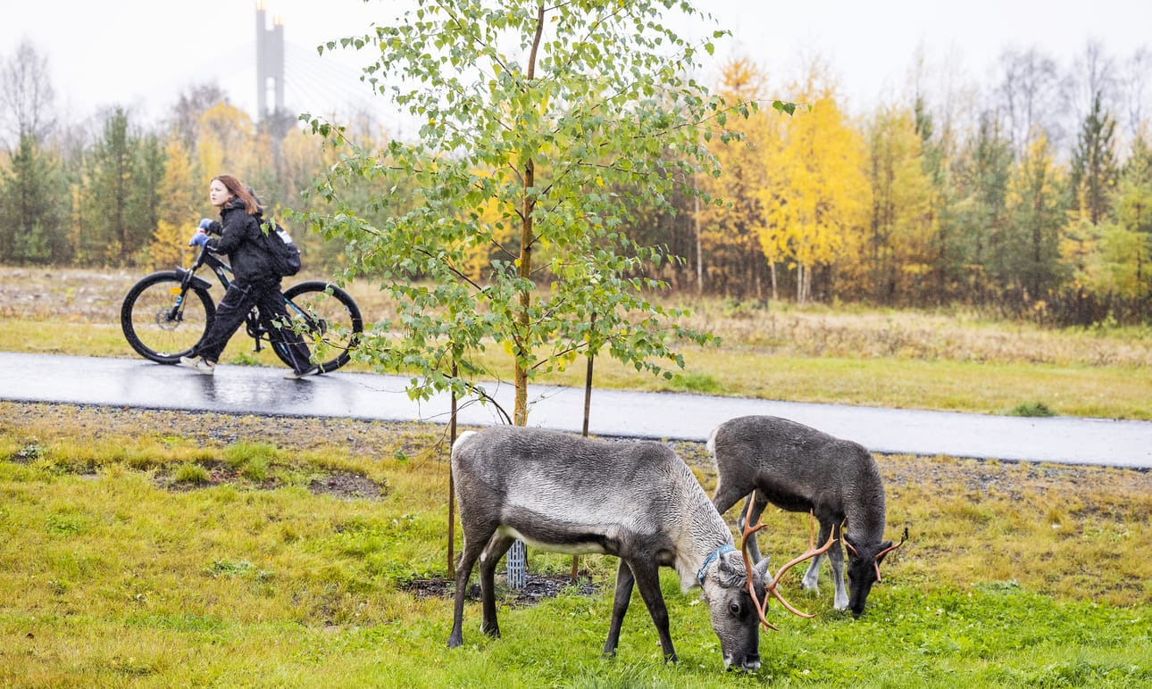 Syysmyräkän tuoma sateinen ja tuulinen sää ei haitannut porojen ruokataukoa Rovaniemen Pullinrannassa, Lossitiellä torstaina.
