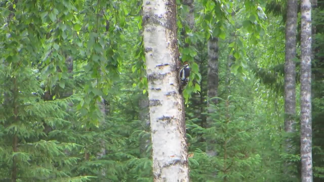 Tikka antaa poikaselleen ruokailuopastusta