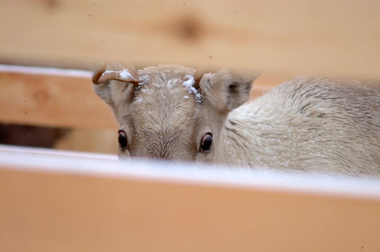 Setaria tundra -loinen vaivaa erityisesti vasoja ja nuoria poroja. Jos vasaa ei ole syksyllä loislääkitty, se tuskin selviää talvesta. Arkistokuva.