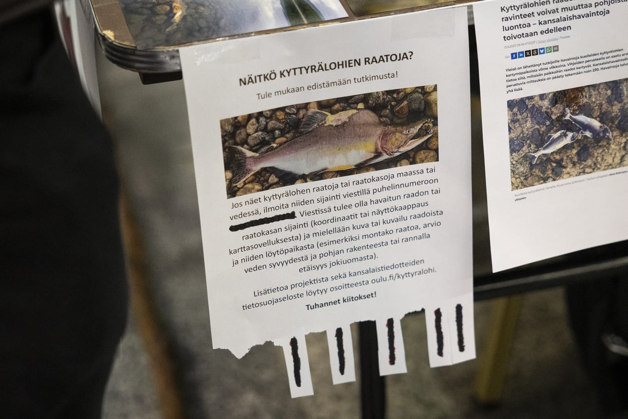 Yleisöä on pyydetty avuksi ilmoittamaan tutkijoille paikkoja, minne kuolleita kyttyrälohia kertyy.