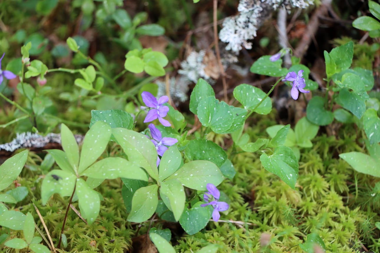 Jurvalaisessa metsässä kasvavia metsäorvokkeja ja metsätähden lehtiä. Kuvituskuva.