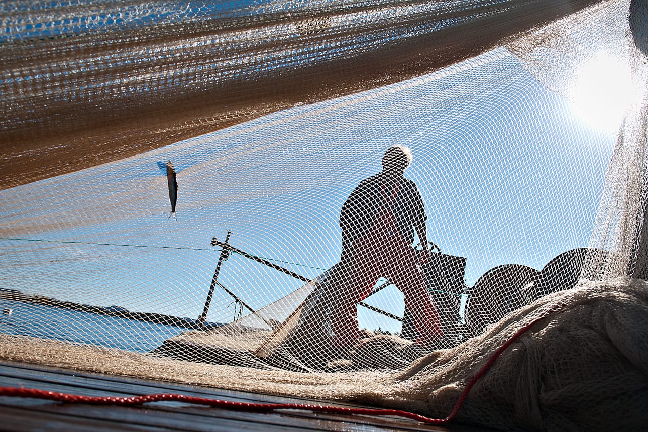 Mätimuikkua nostetaan jo. Toisin kuin usein aikaisemmin, sesonki on kuitenkin vasta aluillaan.