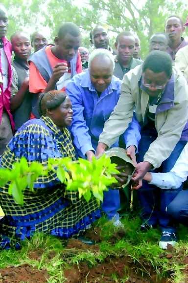 Nobelin rauhanpalkinnolla palkittu Wangari Maathai, istumassa vasemmalla. Toiset kuvan henkilöt ovat Kenian Vihreän vyöhykkeen liikkeen pääkoordinaattori Kibutha Kibwana keskellä ja James Orengo oopposition parlamentaarikko. Kuva on otettu kun kolmikko istutti puuntaimen Vapauden Nurkkaan Nairobin Uhuru-puistossa.