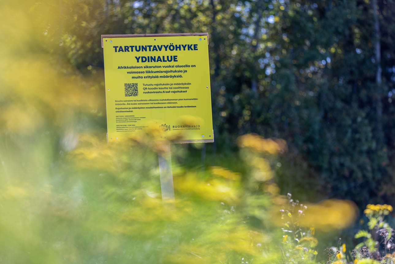Afrikkalaisen sikaruton varoituskylttejä Virolahdella.