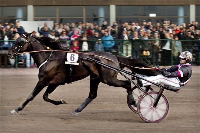 Adrian Kolgjinin ohjastama El Mago Pellini vei viime vuonna kuudennen kerran peräkkäin voiton ulkomaille. KUVA: JOUKO HÄNNINEN/arkisto