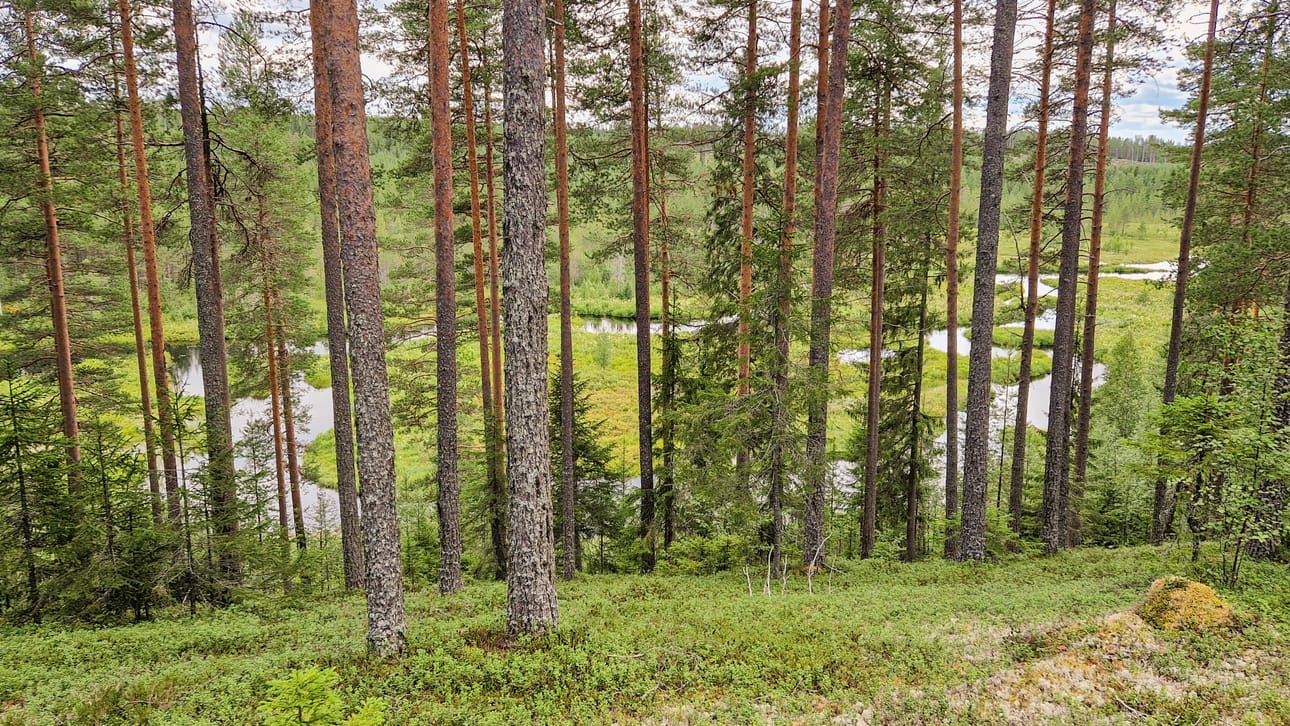Hyryn särkillä Vienan reitin kulkija pääsee hienoihin jokimaisemiin.