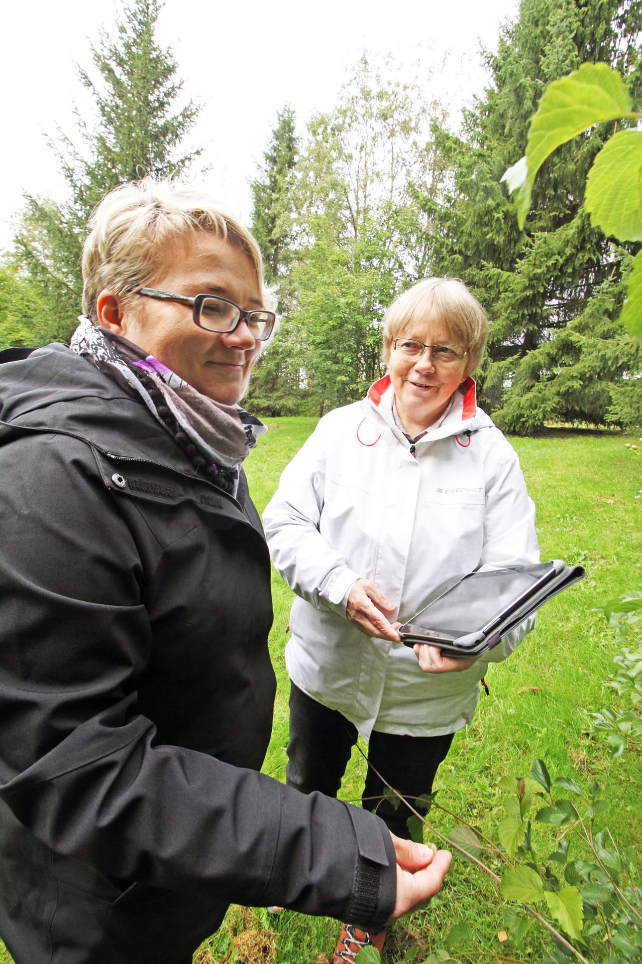Marja-Riitta Vavuli Kiviniemi (vasemmalla) ja Kyllikki Maaranto tutkivat japaninhammasheisiä, mikä on yksi puiston erikoisuus. Tietoa puistossa liikkuva saa kätevästi nyt ääniopastuspalvelun avulla.