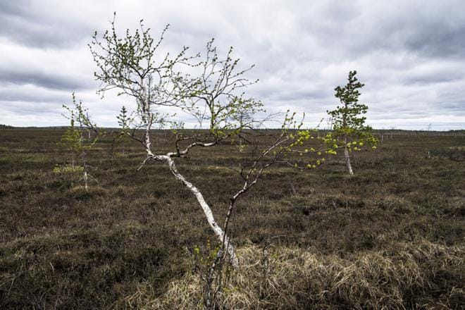 AA Sakatti Mining Oy:n merkittävä kupari- ja nikkeliesiintymä sijaitsee Sodankylässä kaksinkertaisesti suojellulla alueella. Viiankiaapa on Natura 2000- ja soidensuojelualue. KUVA: