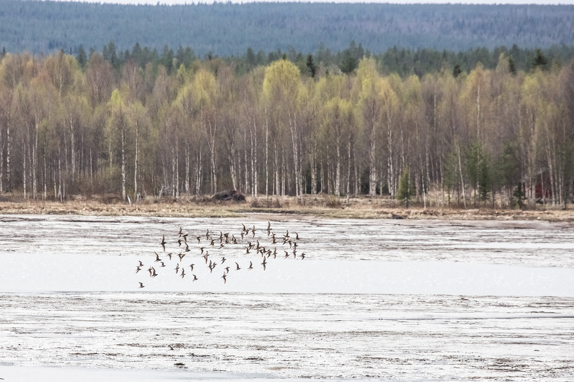 Lintupaikka: Vesilinnut valtaavat lahden Niskanperällä