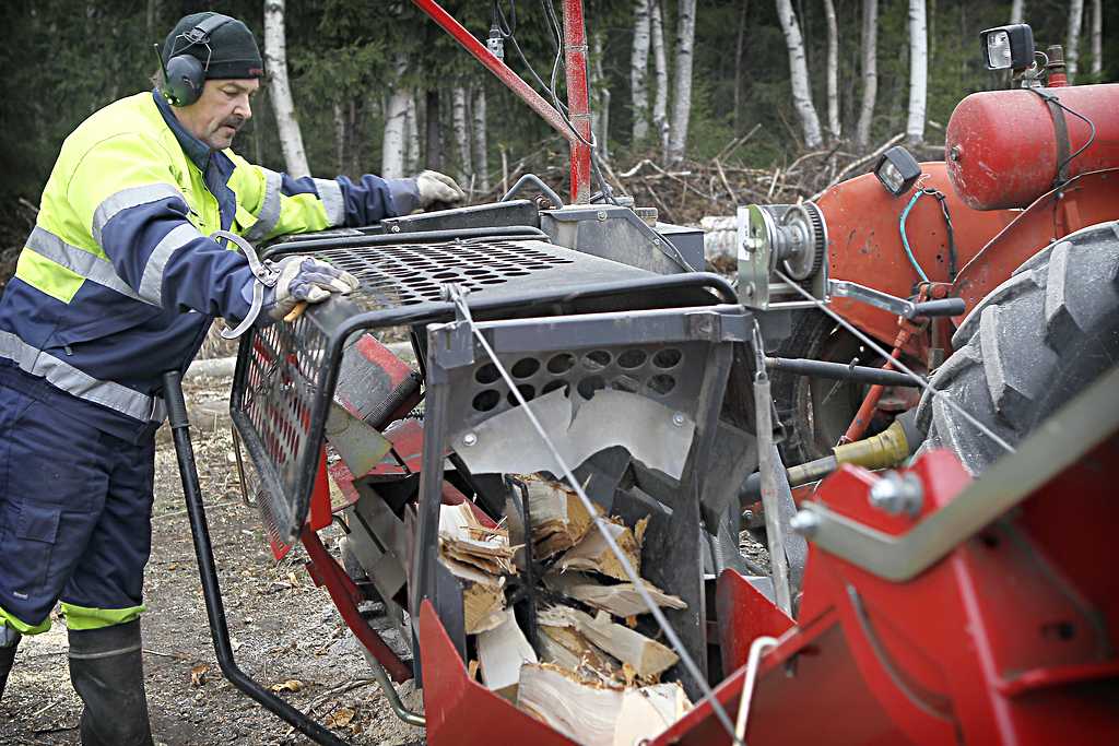 Pertti Alakopsa kantaa koivuja klapikoneen kitaan. Koivu on suomalaisista puista kaikkein energiatehokkain poltettava.