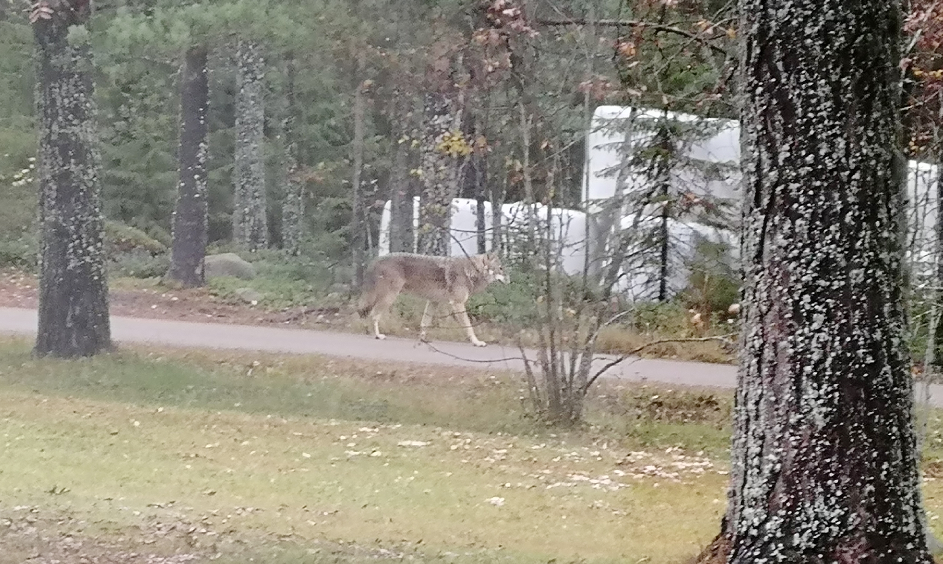 Isokokoinen susi pyöri täysin vailla kiirettä viime lauantaina asuitusalueella Pulkkilassa.