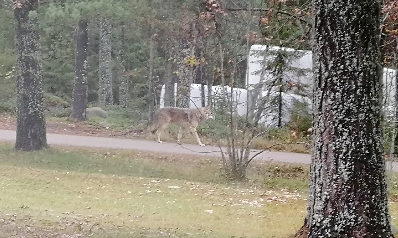 Isokokoinen susi pyöri täysin vailla kiirettä viime lauantaina asuitusalueella Pulkkilassa.