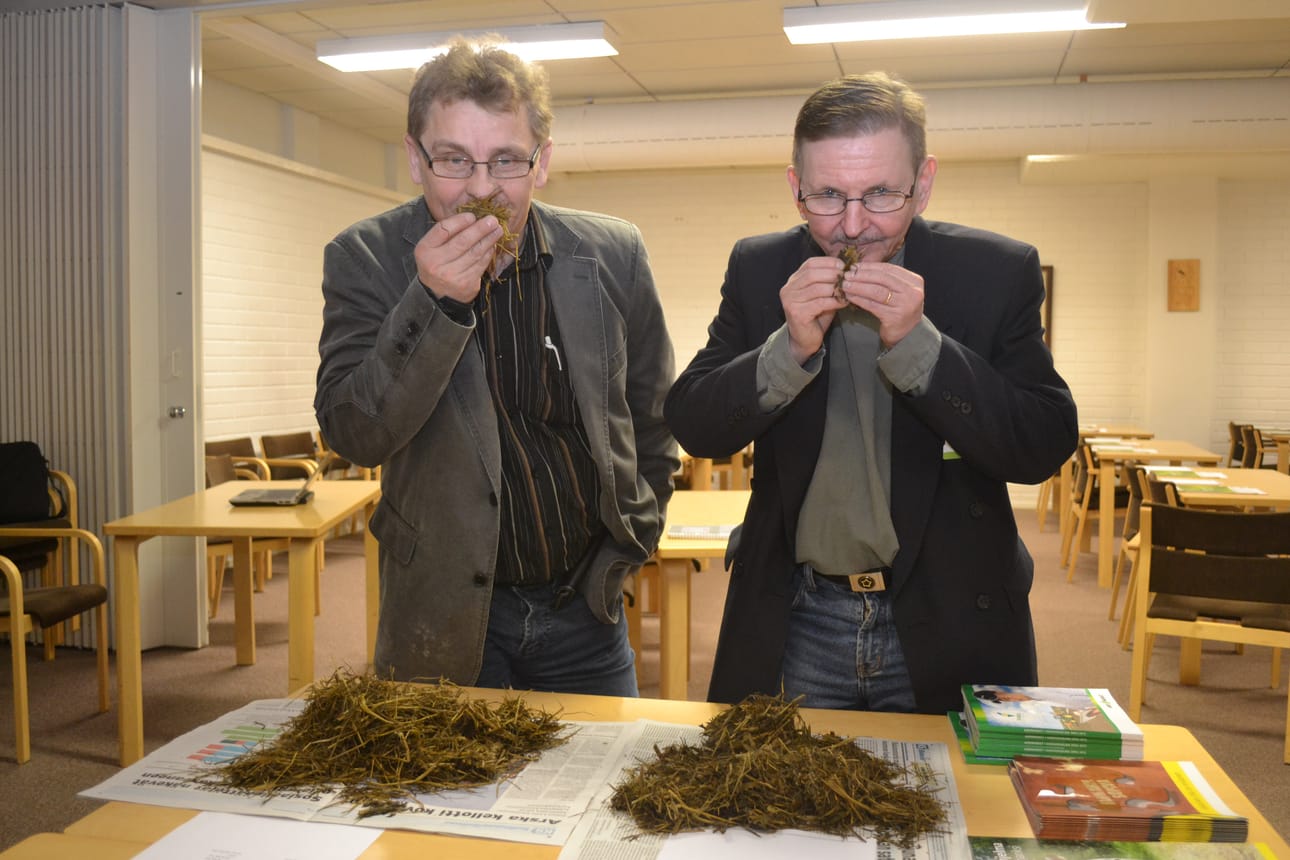 Kullervo Palovaara (vas) ja Antti Hannukkala haistelevat nurmipäivillä näytillä olleita rehun eri satokertoja.