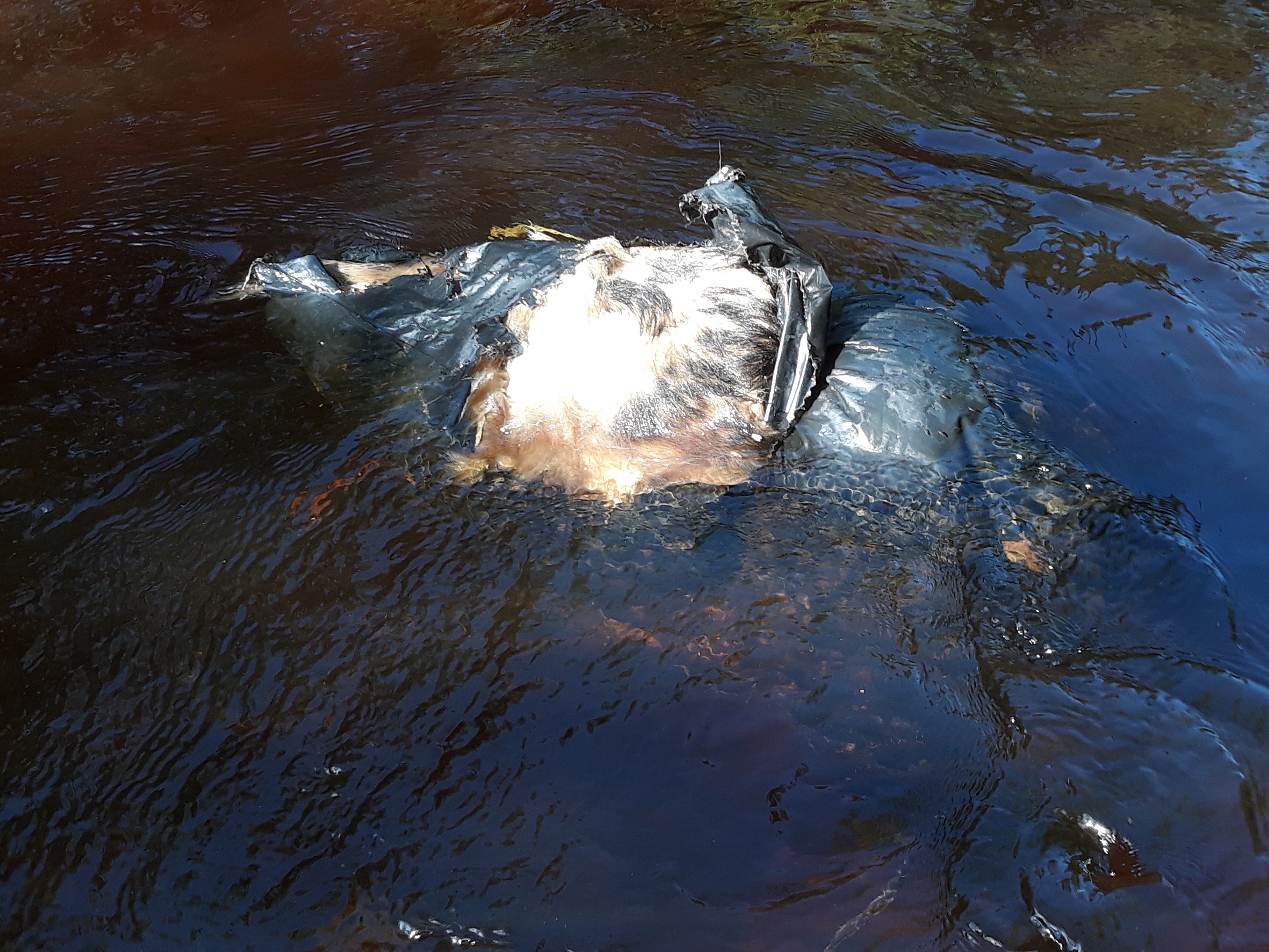 Muovisäkin sisältä paljastui hirventaljaa.