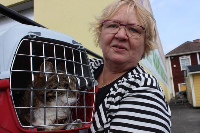 Pirkko Kallio toi Mikko-kissan sirutettavaksi. – Mikko on rakas perheenjäsen, hän perustelee sirutuspäätöstä. KUVAT: REIJO HEIKKILÄ