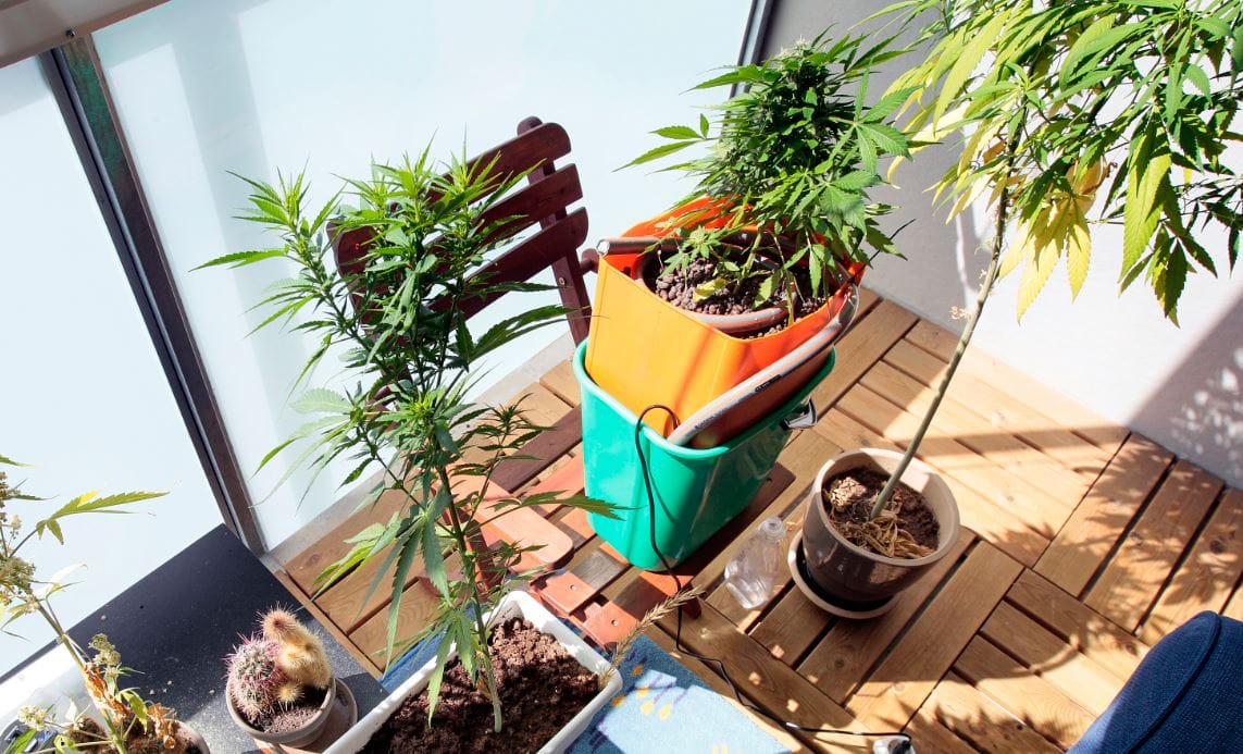 Kannabiksen käyttö on lisääntynyt räjähdysmäisesti Oulussa.