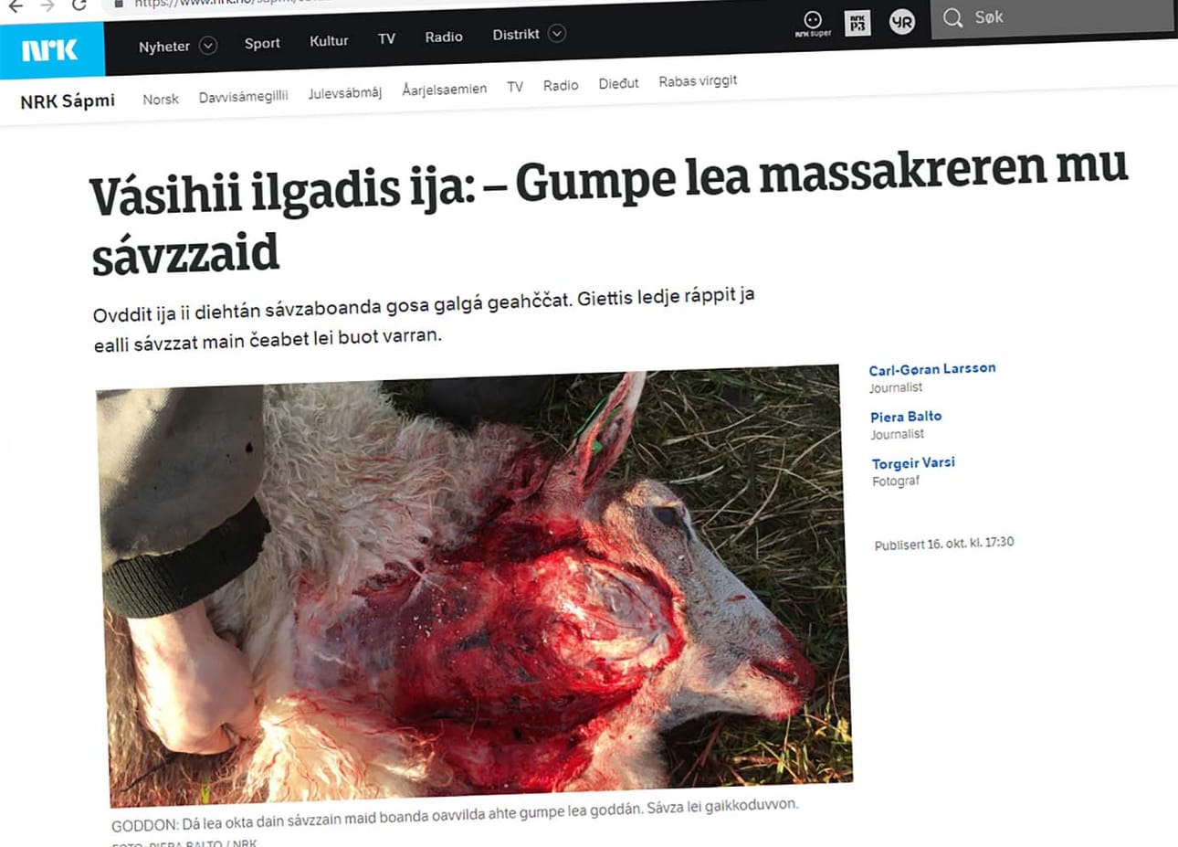 Susi raatelee tai tappaa saaliinsa. Ruijassa liikkuvan suden jäljistä kertoi NRK:n saamenkielinen toimitus viime viikolla.